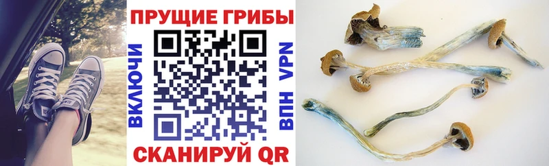 купить наркотик  Менделеевск  Галлюциногенные грибы Magic Shrooms 